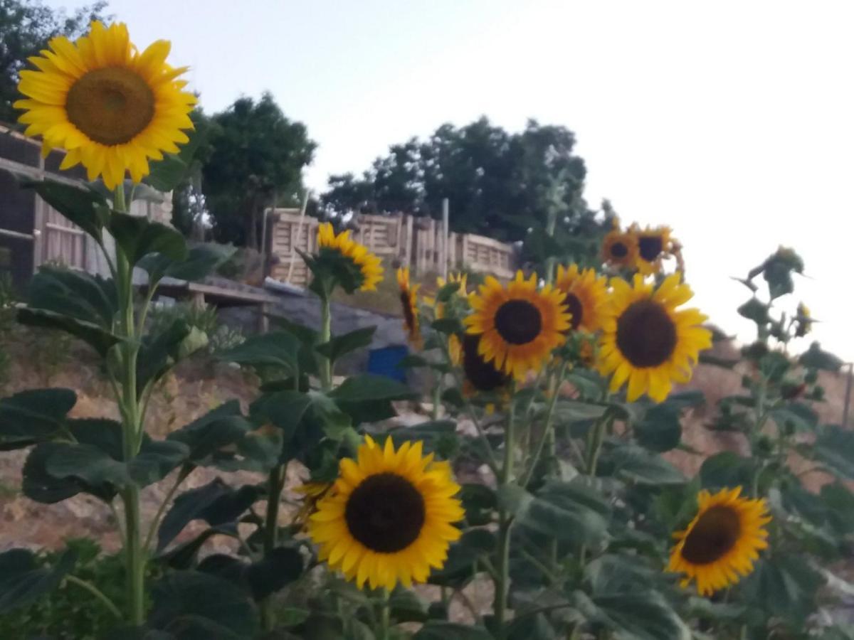 Georgia'S House Bed & Breakfast Fyti ภายนอก รูปภาพ